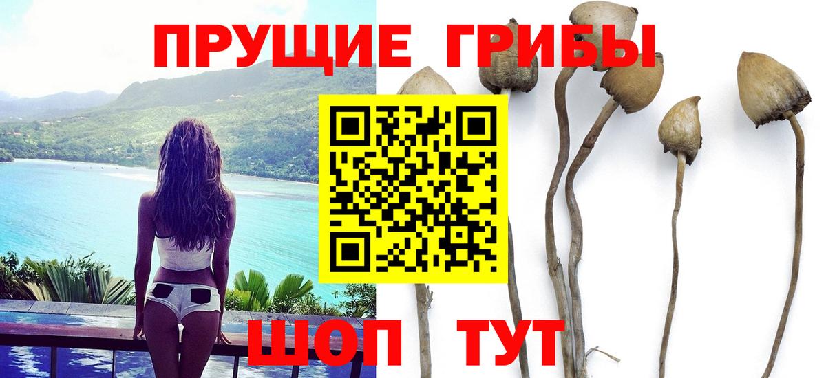 Сегежа  Галлюциногенные грибы Psilocybine cubensis  Вход с VPN  Галлюциногенные грибы Psilocybine cubensis 
