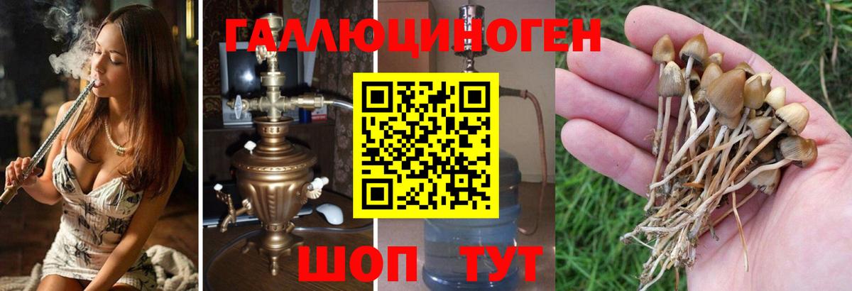 Псилоцибиновые грибы мицелий Сегежа